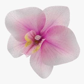Orchid Flower
